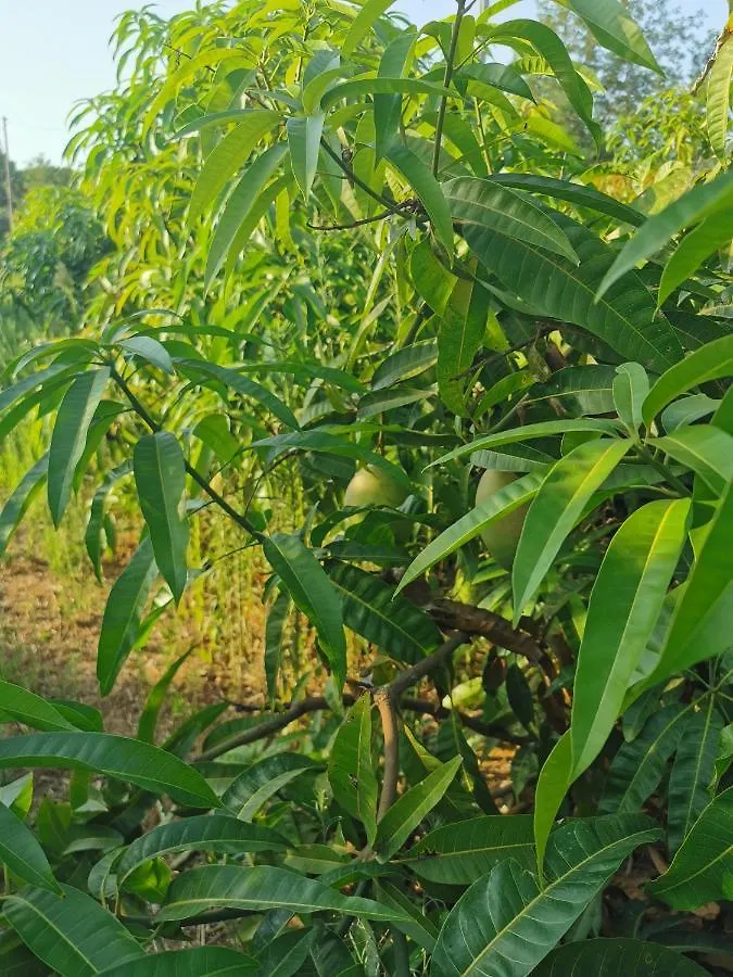 Azienda Agrituristica Baglio Carta Balestrate Włochy