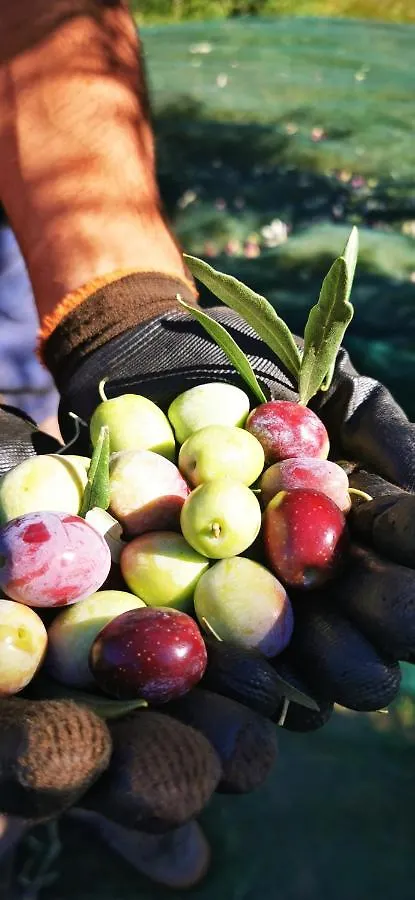 Azienda Agrituristica Baglio Carta Balestrate Gospodarstwo agroturystyczne